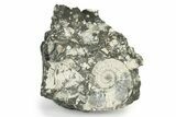 Jurassic Ammonite (Kosmoceras) Fossil - Gloucestershire, England #243478-1